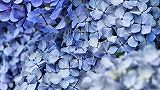壁紙:紫陽花