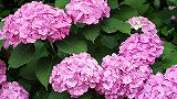 壁紙:紫陽花